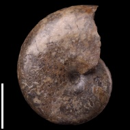 Phylloceras  sp.