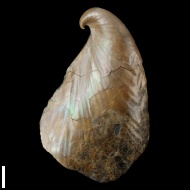 Inoceramus  aucella