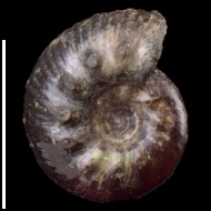 Simbirskites  sp.