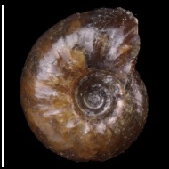 Simbirskites  sp.