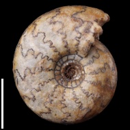 Temnoptychites  sp.