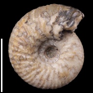 Temnoptychites  sp.