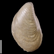 Buchia  sp.