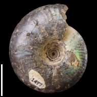 Craspedites  sp.