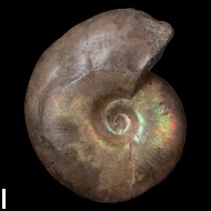 Anadesmoceras  vladimirovi