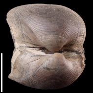 Grammatodon  pictum