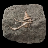 Dicroloma  gagnebini (Thurmann in Piette, 1867)