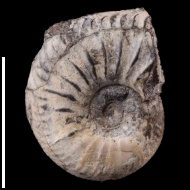Plasmatites  sp.
