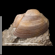 Grammatodon  sp.
