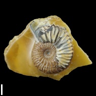 Deshayesites  sp.