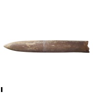 Cylindroteuthis  sp.