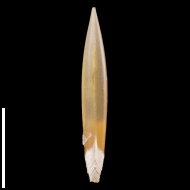 Hibolites  sp.