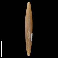 Hibolites  sp.