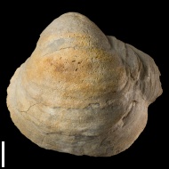 Gryphaea  lucerna