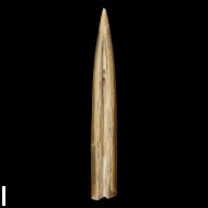 Cylindroteuthis  sp.