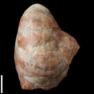 Gryphaea  sp.