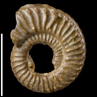Cantabrigites  sp.