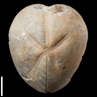 Micraster  sp.