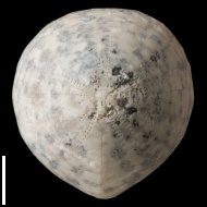 Echinocorys  sp.