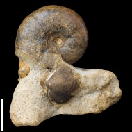 Puzosia  sp.
