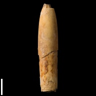 Goniocamax  intermedius