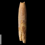 Goniocamax  intermedius