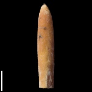 Goniocamax  intermedius