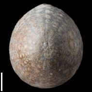 Echinocorys  sp.