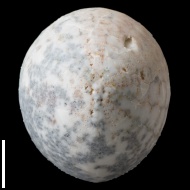 Echinocorys  sp.