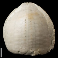 Echinocorys  sp.