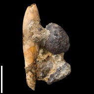 Goniocamax  sp.