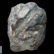Teredolites  sp.