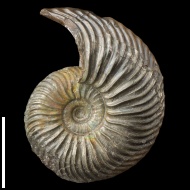 Quenstedtoceras  henrici