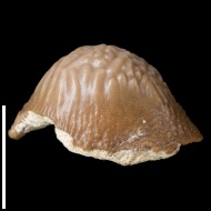 Ptychodus  sp.