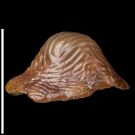 Ptychodus  sp.