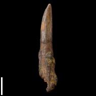 Protosphyraena  sp.