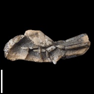 Eumorphia  sp.