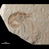 Aeger  libanensis