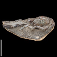 Eumorphia  sp.