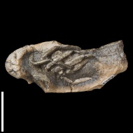 Eumorphia  sp.
