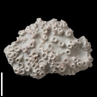 Aulopora  sp.