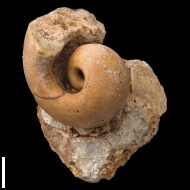 Bellerophon  sp.