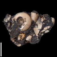 Craspedites  sp.