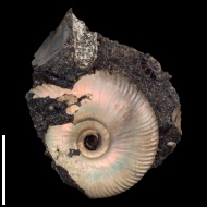Craspedites  sp.