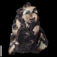 Craspedites  sp.