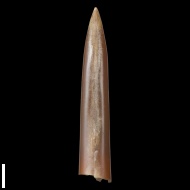Cylindroteuthis  sp.