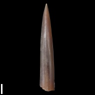 Cylindroteuthis  sp.