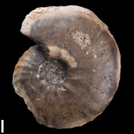 Anadesmoceras  sp.