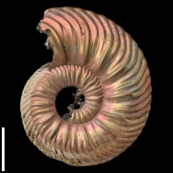 Quenstedtoceras  sp.