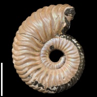 Vertumniceras  trapezoidalis